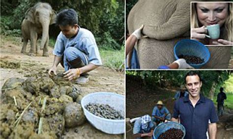 Black Ivory Coffee Review : Country Gourmet Traveler Black Ivory Coffee ...