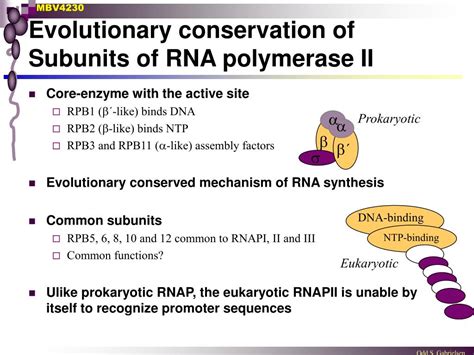 Ppt Rna Polymerase Ii The Central Enzyme Of Gene Expression