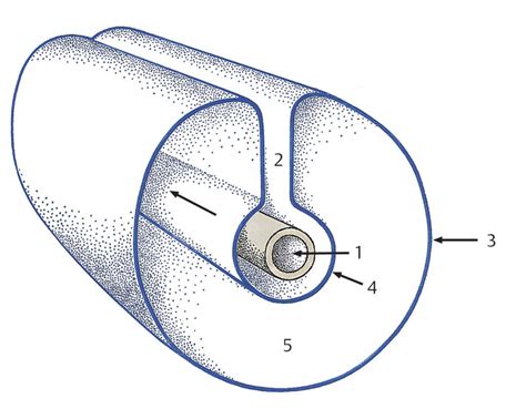 Querschnitt Durch Peritonealh Hle Schematisch Diagram Quizlet