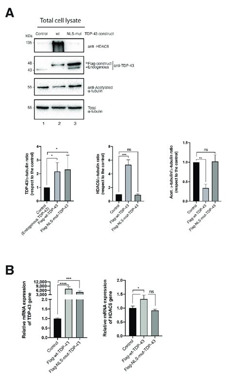 Overexpression Of Tdp Increases Hdac Mrna And Protein Levels A