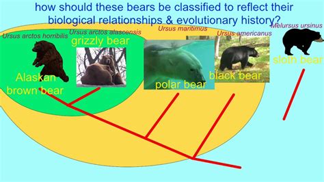 Polar Bears Evolved From Brown Bears Youtube