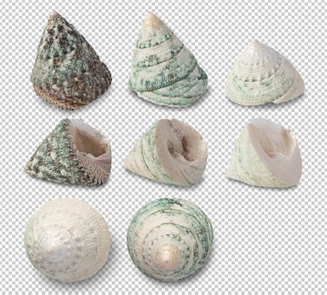 Premium Psd Sea Shells Collection Cutout Psd File