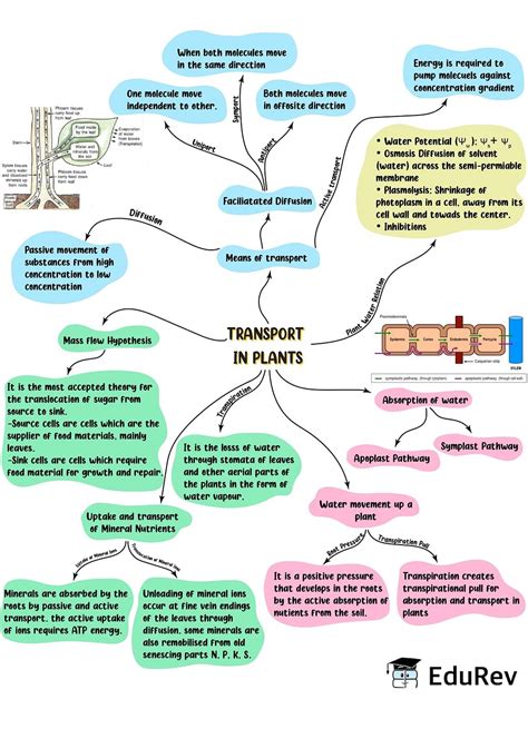 Mind Map Transport In Plants Old Ncert Subject Wise Mind Maps For