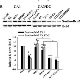 Effects Of The Activation Of Glur Containing Kainate Receptors On The