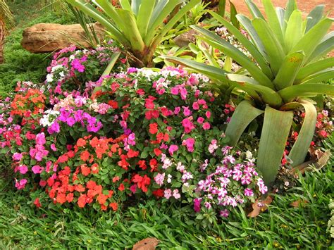 Plantas Para Jardim Veja As Esp Cies Ideais Para Decorar Seu Espa O