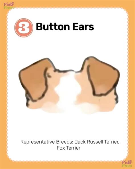 Dog Ear Types 8 Varieties And Breeds Gallery Posted By Fido Fave