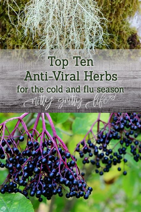 Top 10 Antiviral Herbs for the Cold & Flu Season and Natural Remedies