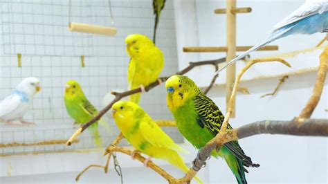 BUDGIE CAGE SETUP: SET UP A BIRDCAGE PROPERLY