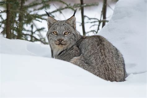 HD wallpaper: winter, look, snow, lynx, wild cat | Wallpaper Flare