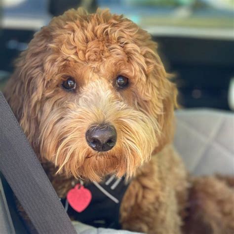 9 Best Goldendoodle Breeders In California