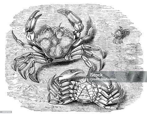 Shore Crab Engraving Stock Illustration Download Image Now 18th