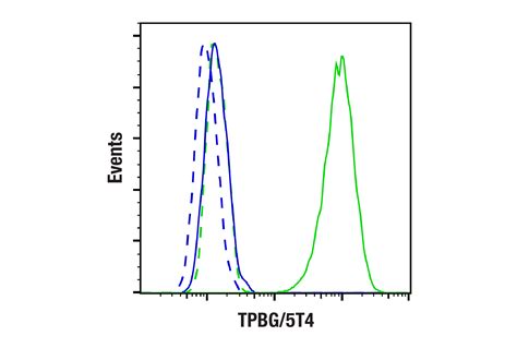 TPBG 5T4 E3M5R XP Rabbit MAb Cell Signaling Technology