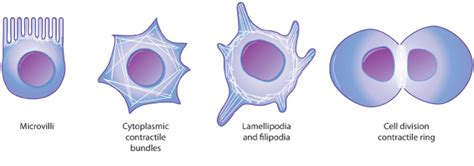 Microtubules Filaments Learn Science At Scitable