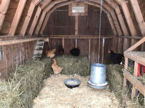 Keep Eggs From Freezing This Winter Keeping Chickens Chicken Coop