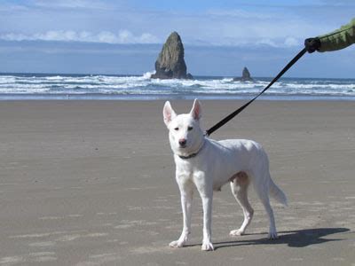 Shelter Dogs of Portland: " HARMONY" white German Shepherd mix