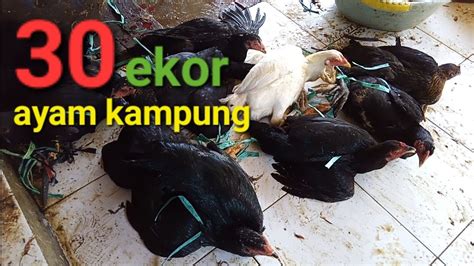 Full Sembelih Ayam Kampung 30 Ekor Ayam Ayamkampung Youtube