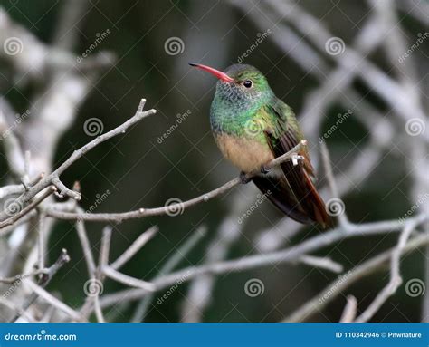 Buff-bellied Hummingbird - Amazilia Yucatanensis Stock Photo - Image of ...