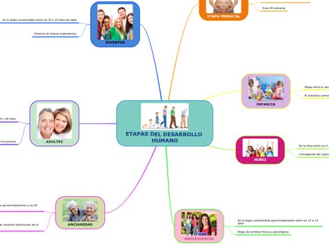 Etapas Del Desarrollo Humano Mind Map