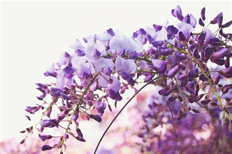 Japan is Home to the Most Beautiful Wisteria | GOYOH Essentials ...