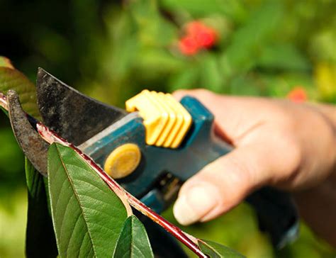 10+ Buddleia Pruning Stock Photos, Pictures & Royalty-Free Images - iStock