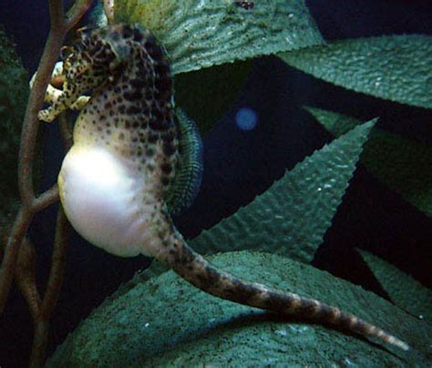 Pregnant Male Seahorses Support Up To 1000 Growing Babies By Forming A