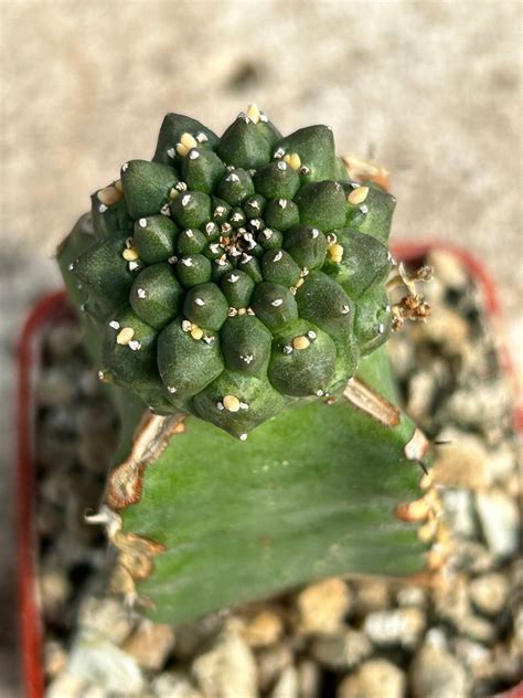 Euphorbia Gymnocalycioides Succulents Euphorbia Other Plants