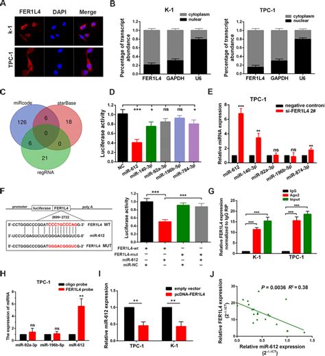 Fer1l4 Functioned By Binding With Mir 612 In Ptc A Cellular