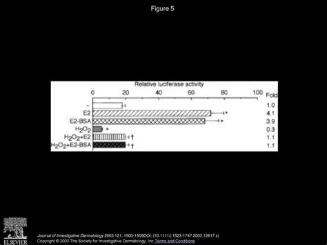 17β Estradiol Inhibits Oxidative Stress Induced Apoptosis In