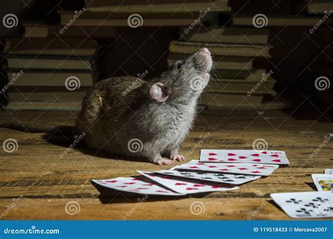 The rat is playing cards. stock image. Image of funny - 119518433