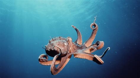 HD Octopus Wallpaper (70+ images)