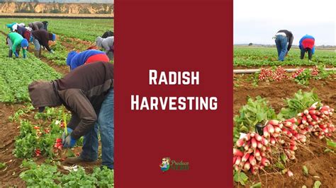 Radish Harvesting Commercial Radish Harvesting By Hand Youtube