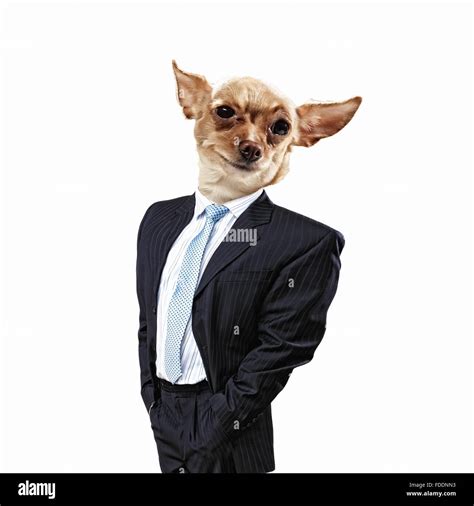 Funny Portrait Of A Dog In A Suit On An White Background Collage Stock