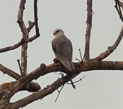 Black Winged Kite Elanus Caeruleus Observation Org