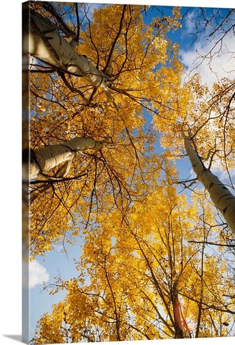 Aspen Trees Fall Colors Wall Art, Canvas Prints, Framed Prints, Wall ...