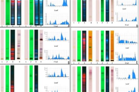 Antibacterial and Antioxidant Activity of Black Mulberry (Morus nigra L ...