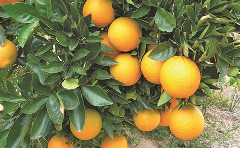 US orange harvest expected to reach 86-year low this season