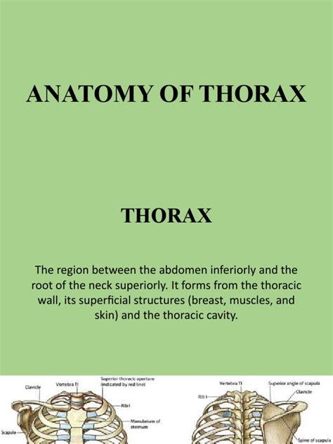 Anatomy of Thorax | PDF | Thorax | Thorax (Human Anatomy)