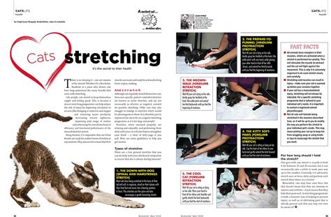 The Secret To Nine Lives – Cats and Stretching - Pets in Balance