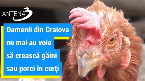 Oamenii din Craiova nu mai au voie să crească găini sau porci în curţi