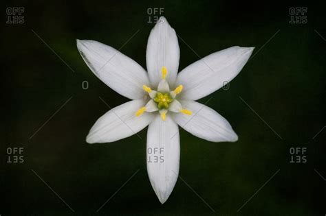 Six Petal Flower With Yellow Center Stock Image Everypixel