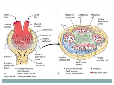 Acute And Chronic Glomerulonephritis PPT