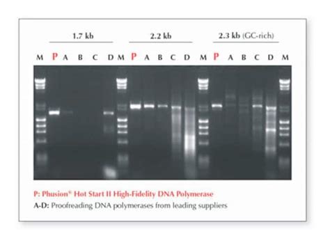 Thermo Scientific™ Phusion Green Hot Start Ii High Fidelity Pcr Master