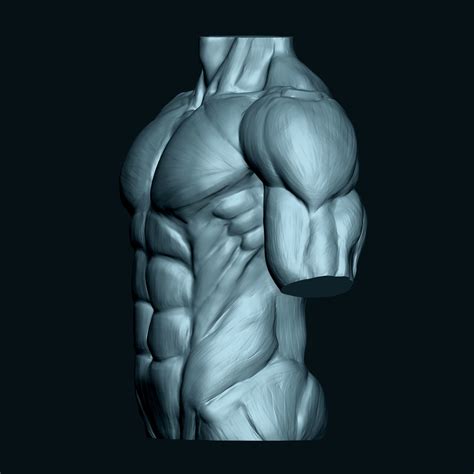 Male Human Torso 3D Model CGTrader