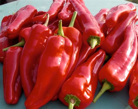 Pepper Cayenne Long Slim 30 Seeds Medicinal Herb Heirloom Nongmo