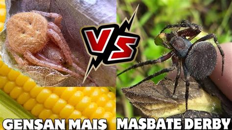 GAGAMBANG MAIS VS MASBATE LINE SPIDER FIGHT YouTube