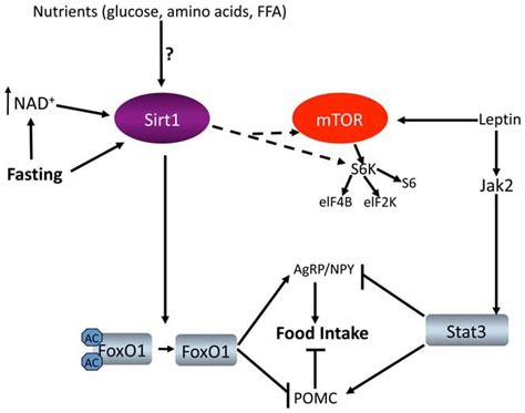 Model Depicting Sirt1 Action In The Hypothalamus Insulin And Leptin