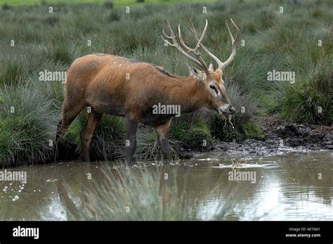 Pere David Deer Stock Photo - Alamy