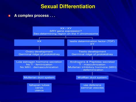 Ppt Sex Determination And Differentiation Powerpoint Presentation