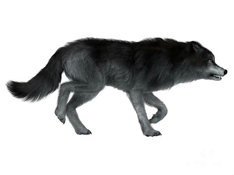 Dire Wolf Side Profile Digital Art by Corey Ford