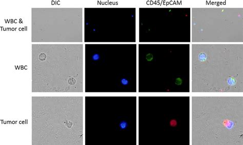 Immunoengineered Magnetic Quantum Dot Nanobead System For The Isolation